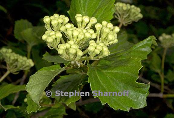 viburnum ellipticum 4 graphic